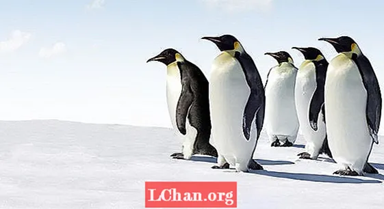 Google Panda va Penguen haqida bilishingiz kerak bo'lgan 10 ta narsa - Ijodiy